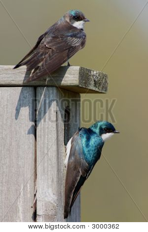 Dvojice stromu polyká (Tachycineta Bicolor)
