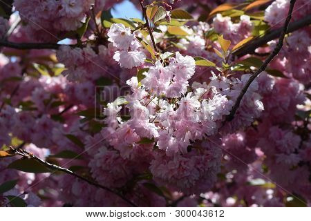 Pink Japanese Cherry Tree Blossoms In My Garden