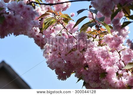 Pink Japanese Tree Blossoms In My Garden