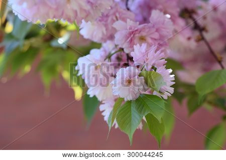 Japanese Cherry Tree Blossoms In My Garden