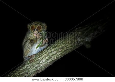 Spectral Tarsier, Tarsius Spectrum, Portrait Of Rare Endemic Nocturnal Mammal Eating Grasshopper, Sm