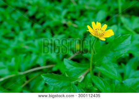 Daisy Flower Or Creeping Daisy On Blur Leaf Background