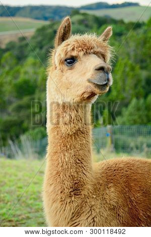 A Portrait Of An Alpaca (vicugna Pacos), Posing For The Photo.  This Is A Species Of South American 