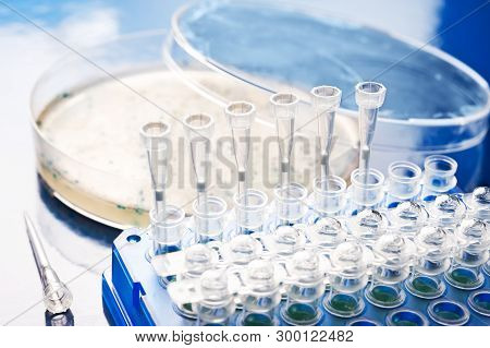 Bacterial Colony Picking For Dna Cloning, Scientific Background