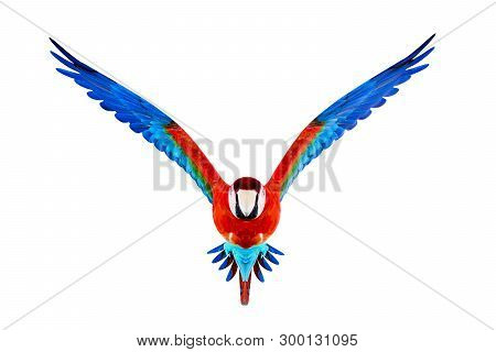 Guacamaya Isolated On White Background 3d Illustration