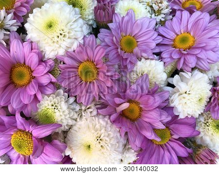 Purple And White Chrysanthemum Flower Fresh And Blooming In Outdoor Garden With Natural Background.