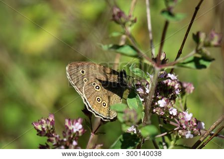 Close-up Of A Butterfly, Rambling On A Plant