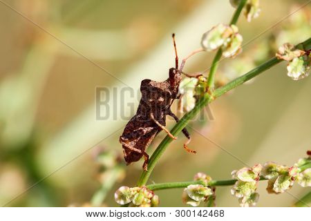 A Bug Or Beetle On A Plant