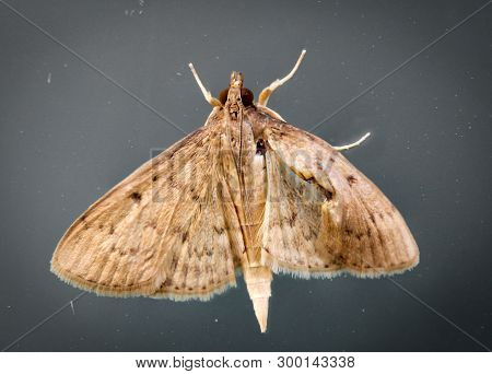 Close-up Of A Butterfly Or A Rambling