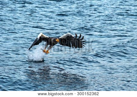 Steller's Sea Eagle  In Flight, Eagle With A Fish Which Has Been Just Plucked From The Water In Hokk
