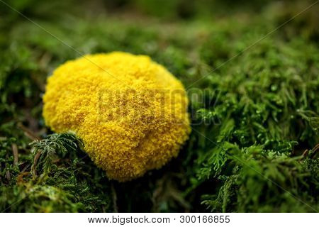 Fuligo Septica Or Caca De Luna Growing Up Into A Mossy Ground, Yellow Slime Mold