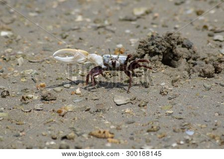 Fiddler Crab (uca) Showing Off Its Claw Walking Across The Sand At The Beach In The United Arab Emir