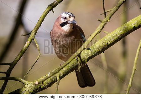 Very Curious Jay Checking Out My Camera Lens