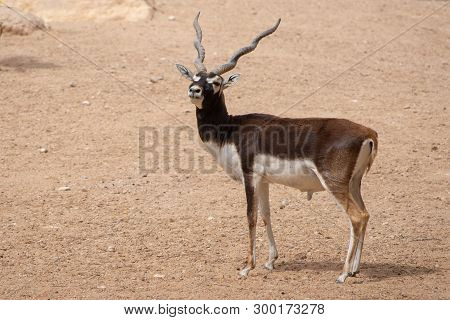 A Blackbuck Stops And Looks Along The Desert Trail. An Alternate Name Is The Indian Antelope Where I