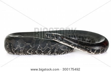 Python Curtus In Front Of White Background