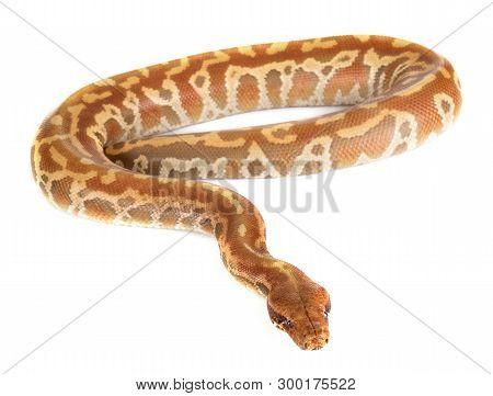 Python Brongersmai In Front Of White Background