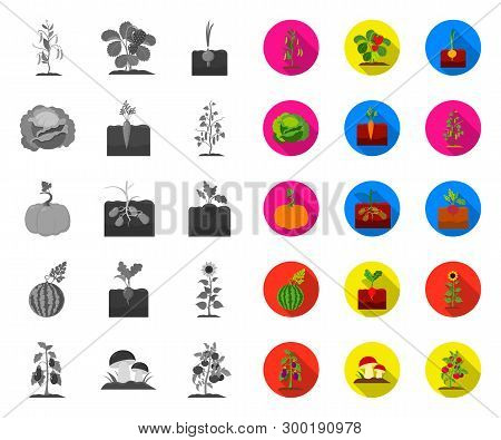 Plant, Vegetable Mono, Flat Icons In Set Collection For Design. Garden And Harvest Vector Symbol Sto