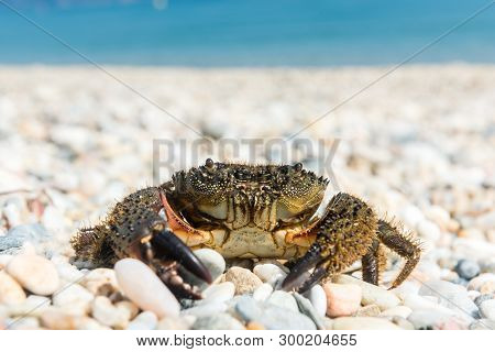 Crab Came Out To Bask On A Summer Warm Beach