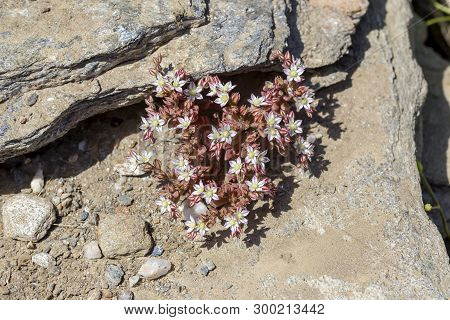 Wild Undersized Plant (sedum Eriocarpum Ssp. Delicum) With Flowers Grows In Its Natural Habitat Clos