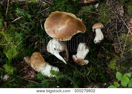 Autumn Cep Mushrooms. Wild Penny Bun, Cep, Porcino Or Porcini In Forest.