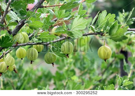 Gooseberry In The Garden. Green Berries. Agrus