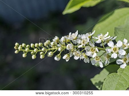 Blossomed Cherry Treebranch Of A Flowering Cherry Tree Illuminated By The Sun On Blurred Nature Back