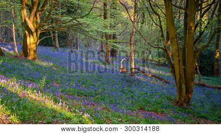 Bluebell Wood At Morpeth, An Ancient Woodland Also Known As Howburn Woods, Which Are Carpeted With B