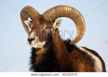 Muflon trofæ