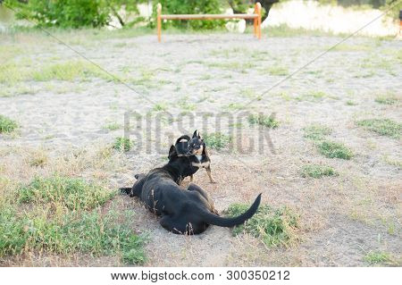 A Small And Funny Chihuahua Dog The Frame Is Illuminated By The Bright Sunset Sun.