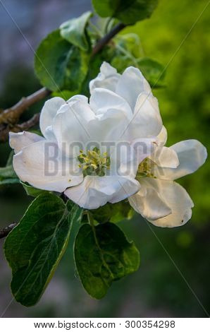 Pring White Flowers Of Apple Tree Blooming In The Spring Garden. Natural Spring Flower Landscape