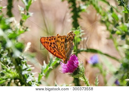 Close-up Of A Butterfly, Rambling On A Plant
