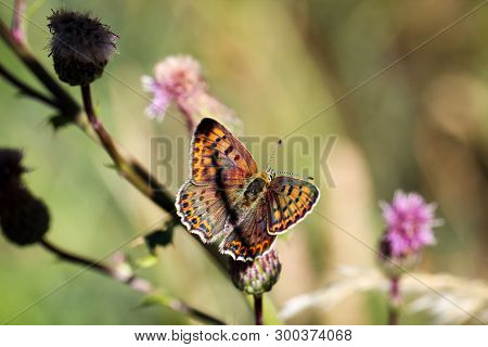 Close-up Of A Butterfly, Rambling On A Plant
