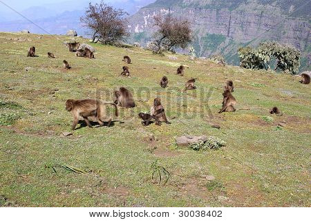 Baboons เอธิโอเปีย