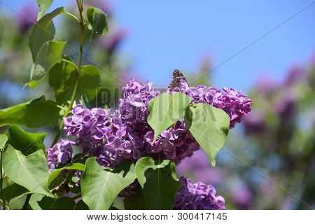 Butterfly Vanessa Cardui On Lilac Flowers. Pollination Blooming Lilacs.