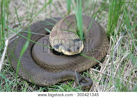 Eastern Hognose Snake Coiled