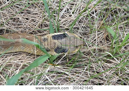 Eastern Hognose Snake Sliding Through Grass
