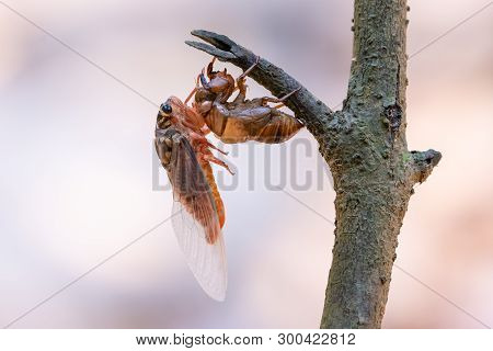 Cicada Sloughing Off  Its Gold Shell With Blurred Background