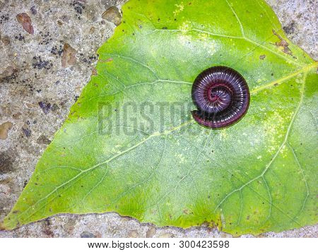Striped Millipede Rolled Into A Ball Over Green Leaf. Concrete Floor Background