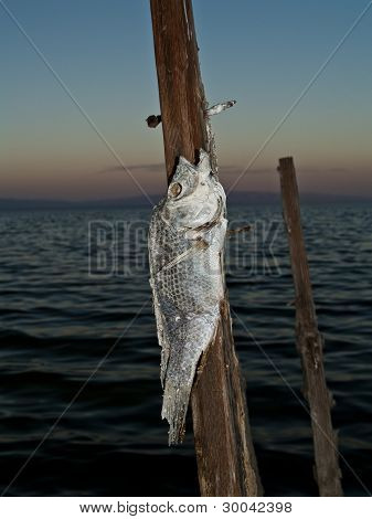 ฝั่งของกระดูกปลา ภัยพิบัติสิ่งแวดล้อมในทะเล Salton เสีย (แคลิฟอร์เนีย)