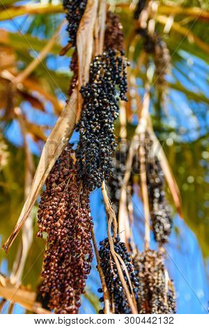 Ripe Fruits Of The Trachycarpus Palm Tree