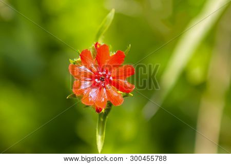 Bright Flowers Of Lychnis Chalcedonica. Maltese Cross Plant In The Summer Garden.