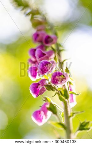 Closeup Purple Flowers Of Digitalis In Sunday.