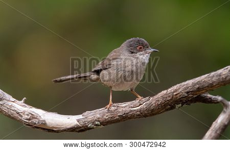 Sardinian Warbler In Its Natural Habitat, Sylvia Melanocepahala In Spain