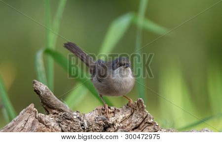 Sardinian Warbler In Its Natural Habitat, Sylvia Melanocepahala In Spain