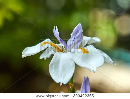 White Iris Flower Growing In Nature Or In The Garden