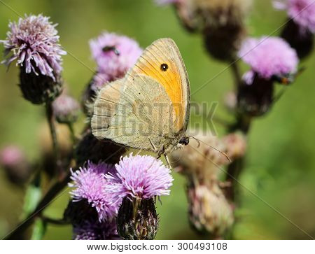 Close-up Of A Butterfly, Rambling On A Plant