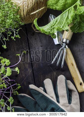Microsprouts. Planting Potted, Garden Tools, Gloves, Thread Top View. Spring In The Garden
