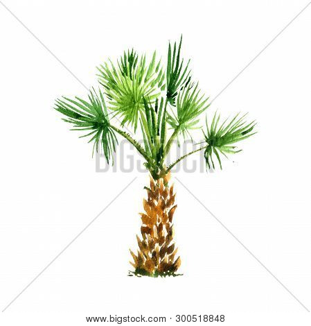 Watercolor Sketch Of Washingtonia Robusta Palm Tree, Fan Palm, Hand Drawn Illustration
