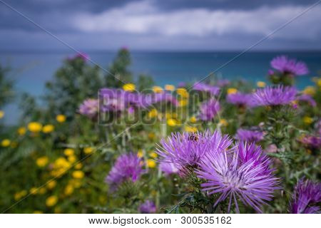 Colorful Yellow And Purple Flowers On A Meadow Over Alykes Beach In Zante Island, Greece