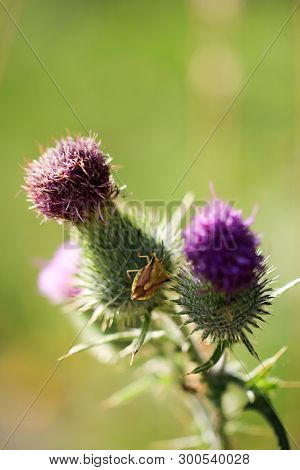 A Bug Or Beetle On A Plant